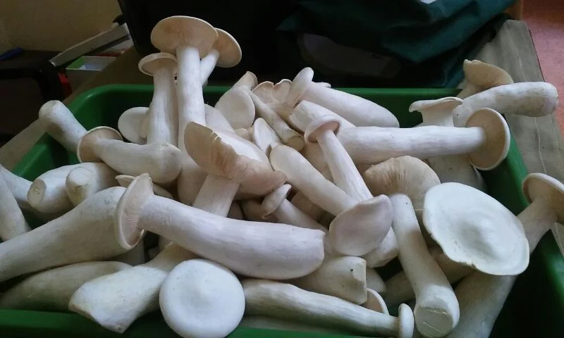 MSM Organic Mushroom farm